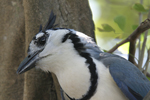 White-throated Magpie-Jay    